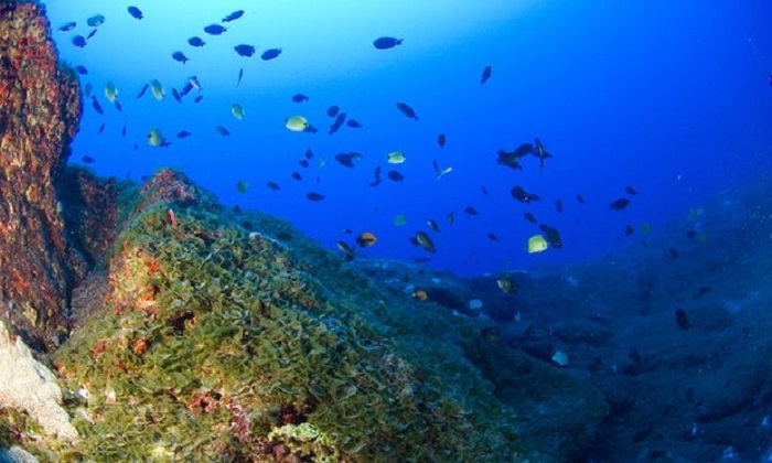 Scientists discover hidden world of Hawaii`s coral `twilight zone` 